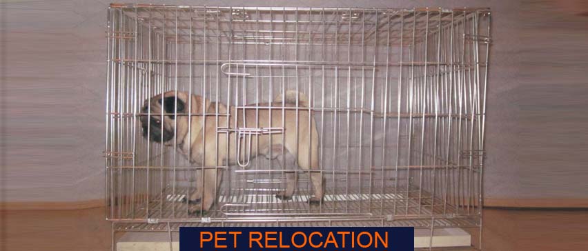 pet relocation in pune
